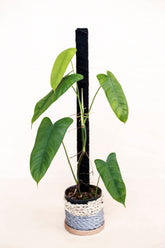 Philodendron Sharoniae